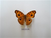 藏品(眼蛺蝶)的圖片